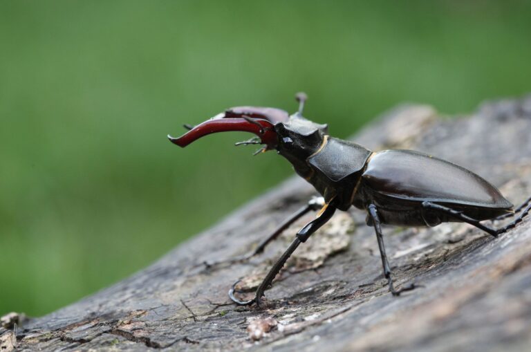 The Million-Dollar Bug: Uncovering the World’s Most Expensive Insect